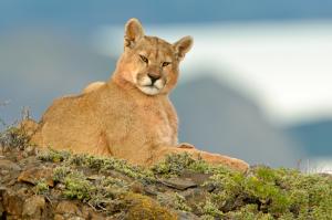 Especies: flora, fauna y funga